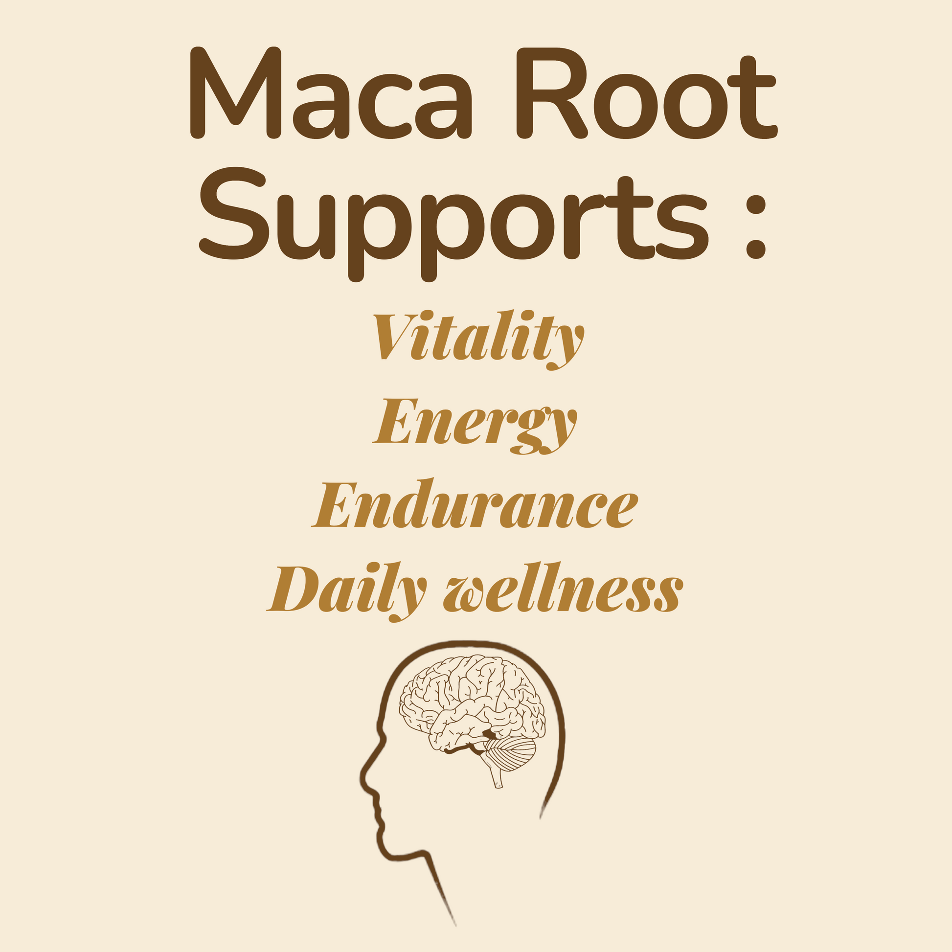 Csutra Maca Root Benefits